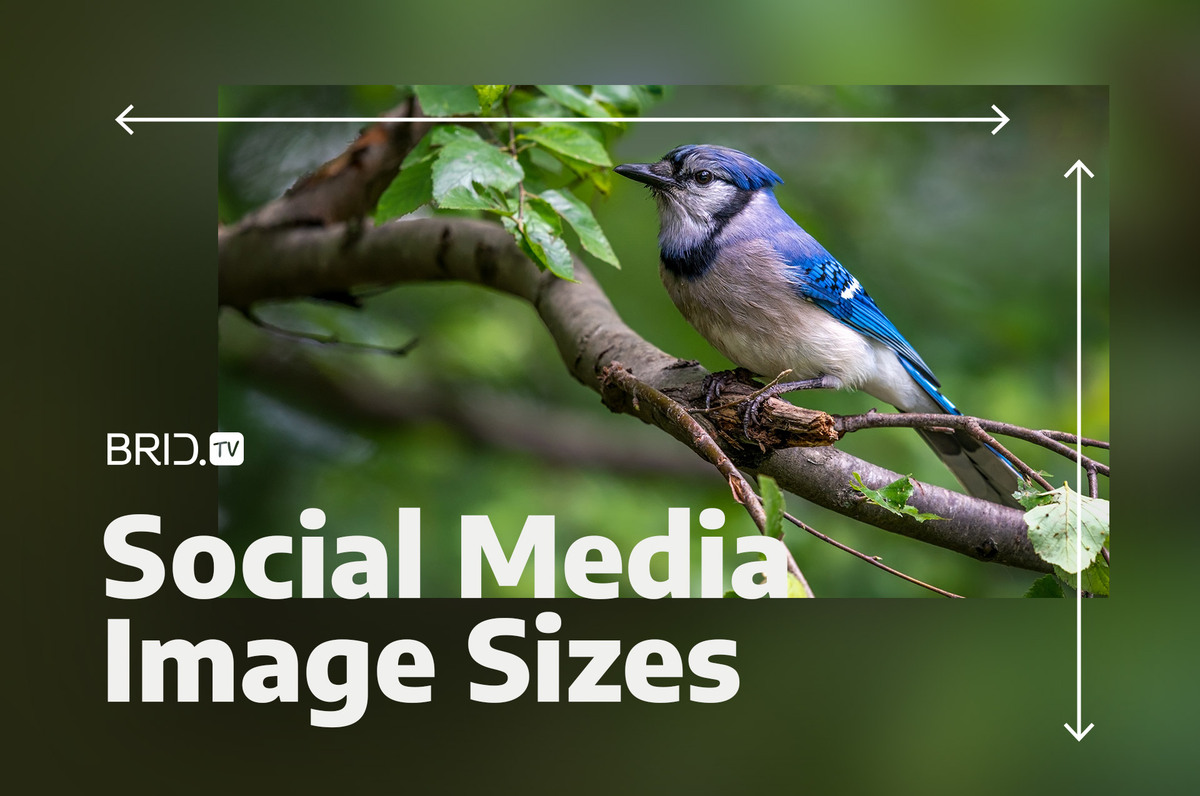 Social media image sizes by BridTV